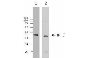 Western Blotting (WB) image for anti-Interferon Regulatory Factor 3 (IRF3) antibody (ABIN2666278) (IRF3 抗体)