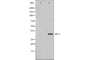 Western blot analysis of extracts of K562, using USF1 antibody. (USF1 抗体  (Internal Region))