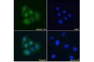 ABIN184768 Immunofluorescence analysis of paraformaldehyde fixed U2OS cells, permeabilized with 0. (KIF4A 抗体  (C-Term))
