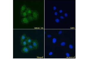 ABIN184768 Immunofluorescence analysis of paraformaldehyde fixed U2OS cells, permeabilized with 0.
