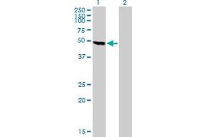 Western Blot analysis of KNG1 expression in transfected 293T cell line by KNG1 MaxPab polyclonal antibody. (KNG1 抗体  (AA 1-427))