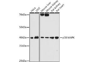 Western blot analysis of extracts of various cell lines, using p38 MAPK antibody (ABIN7268614) at 1:1000 dilution.