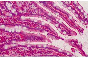 ABIN185150 (5µg/ml) staining of paraffin embedded Human Small Intestine.