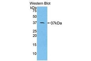 Western Blotting (WB) image for anti-Apolipoprotein A-II (APOA2) (AA 24-102) antibody (ABIN1077817) (APOA2 抗体  (AA 24-102))