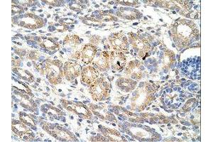 Image no. 1 for anti-Wingless-Type MMTV Integration Site Family, Member 9B (WNT9B) (AA 231-280) antibody (ABIN202335) (WNT9B 抗体  (AA 231-280))