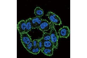 Immunofluorescence (IF) image for anti-Plasminogen Activator, Urokinase (PLAU) antibody (ABIN3003732) (PLAU 抗体)