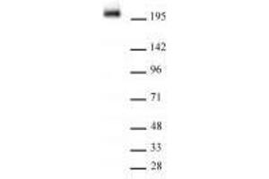 RNA Pol II CTD phospho Tyr1 antibody (rAb) (rAb) tested by Western Blot. (Recombinant Rpb1 CTD 抗体  (pTyr1))