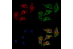 ABIN7094239 and ABIN7098286 staining HepG2 cells by IF/ICC.