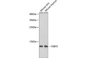 Western blot analysis of extracts of various cell lines using FABP5 Polyclonal Antibody at dilution of 1:1000. (FABP5 抗体)
