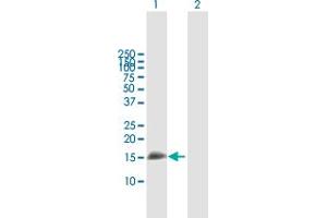 Western Blot analysis of IFITM3 expression in transfected 293T cell line by IFITM3 MaxPab polyclonal antibody. (IFITM3 抗体  (AA 1-133))