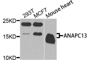 Western blot analysis of extracts of various cells, using ANAPC13 antibody. (ANAPC13 抗体)