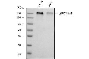 Western blot analysis of SHROOM4 using anti-SHROOM4 antibody (ABIN7600980). (Shroom Family Member 4 (SHROOM4) (AA 262-928) 抗体)