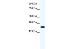 Western Blotting (WB) image for anti-Cbp/p300-Interacting Transactivator, with Glu/Asp-Rich Carboxy-terminal Domain, 4 (CITED4) antibody (ABIN2461495) (CITED4 抗体)
