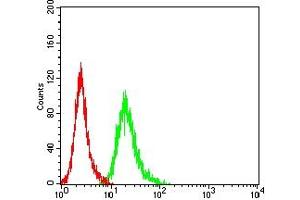 Flow cytometric analysis of Hela cells using AMBRA1 mouse mAb (green) and negative control (red). (AMBRA1 抗体  (AA 1177-1301))