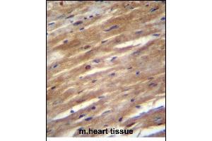 FSD2 Antibody (N-term) (ABIN656214 and ABIN2845531) immunohistochemistry analysis in formalin fixed and paraffin embedded mouse heart tissue followed by peroxidase conjugation of the secondary antibody and DAB staining. (FSD2 抗体  (N-Term))