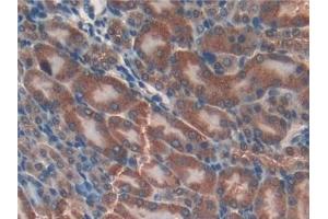 Immunohistochemistry (IHC) image for anti-Glutathione S-Transferase kappa 1 (GSTK1) (AA 19-222) antibody (ABIN7440020)