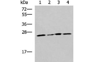 Western blot analysis of LOVO Hela A549 and HT29 cell lysates using RPL13A Polyclonal Antibody at dilution of 1:1600 (RPL13A 抗体)