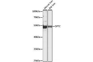 Western blot analysis of extracts of various cell lines using OPTC Polyclonal Antibody at dilution of 1:1000.