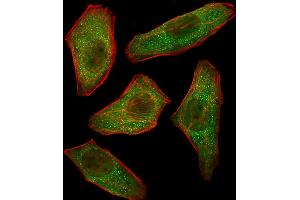 Fluorescent image of  cells stained with PIK3R3 Antibody (C-term) A. (PIK3R3 抗体  (C-Term))