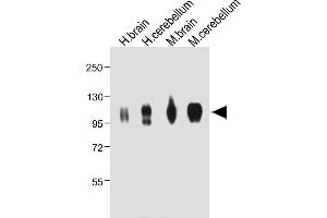 All lanes : Anti-G Antibody (Center) at 1:2000 dilution Lane 1: Hun brain whole tissue lysate Lane 2: Hun cerebellum whole tissue lysate Lane 3: Mouse brain whole tissue lysate Lane 4: Mouse cerebellum whole tissue lysate Lysates/proteins at 20 μg per lane. (MAG 抗体  (AA 439-466))