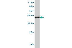 Western Blot detection against Immunogen (37.