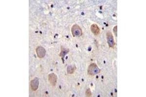 Immunohistochemistry analysis in formalin fixed and paraffin embedded human brain tissue reacted with KCNK1 Antibody (C-term) followed which was peroxidase conjugated to the secondary antibody and followed by DAB staining. (KCNK1 抗体  (C-Term))