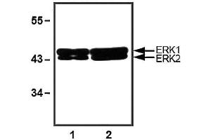 1:1000 (1 ug/ml) antibody dilution used in WB of 10 ug (1) and 30 ug (2) of HeLa cell lysates. (ERK1/2 抗体)