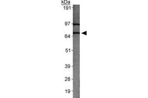 Western blot analysis of SLC31A2 in MEF cell lysate with SLC31A2 polyclonal antibody . (SLC31A2 抗体  (AA 50-100))