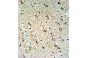 DNAJC6 Antibody (Center) (ABIN653940 and ABIN2843170) IHC analysis in formalin fixed and paraffin embedded human brain tissue followed by peroxidase conjugation of the secondary antibody and DAB staining. (DNAJC6 抗体  (AA 254-281))