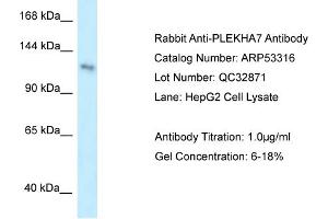 WB Suggested Anti-PLEKHA7 Antibody Titration: 0. (PLEKHA7 抗体  (Middle Region))