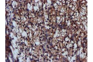 Image no. 9 for anti-Complement Component 1, S Subcomponent (C1S) antibody (ABIN1497565) (C1S 抗体)