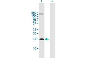 Western Blot analysis of APOC4 expression in transfected 293T cell line by APOC4 MaxPab polyclonal antibody. (APOC4 抗体  (AA 1-127))