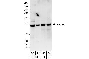 Western Blotting (WB) image for anti-Proteasome (Prosome, Macropain) 26S Subunit, Non-ATPase, 1 (PSMD1) (AA 1-50) antibody (ABIN7454975)