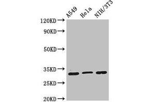 Western Blot Positive WB detected in: A549 whole cell lysate, Hela whole cell lysate, NIH/3T3 whole cell lysate All lanes: RPS2 antibody at 2 μg/mL Secondary Goat polyclonal to rabbit IgG at 1/50000 dilution Predicted band size: 32 kDa Observed band size: 32 kDa (RPS2 抗体  (AA 2-61))