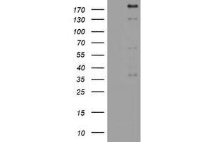 Image no. 1 for anti-Paternally Expressed 3 (PEG3) (AA 1-364) antibody (ABIN1490766) (PEG3 抗体  (AA 1-364))