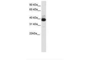 Image no. 1 for anti-Tetratricopeptide Repeat Domain 19 (TTC19) (C-Term) antibody (ABIN202316) (TTC19 抗体  (C-Term))