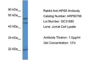 Western Blotting (WB) image for anti-Heparanase (HPSE) (N-Term) antibody (ABIN2788568) (HPSE 抗体  (N-Term))