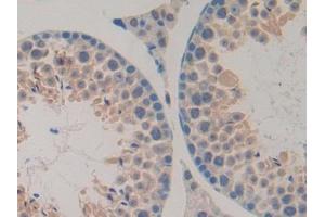 DAB staining on IHC-P; Samples: Mouse Testis Tissue (UBA7 抗体  (AA 23-238))