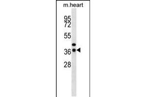 Western blot analysis in mouse heart tissue lysates (35ug/lane). (CEBPE 抗体  (C-Term))