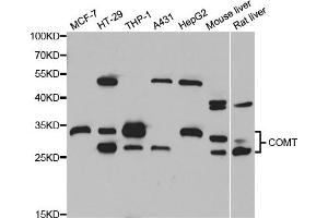 Western blot analysis of extracts of various cell lines, using COMT antibody. (COMT 抗体)