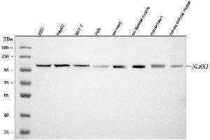 Western blot analysis of NLRX1 using anti-NLRX1 antibody (ABIN7602716).