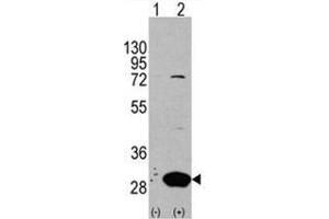 Image no. 1 for anti-Latexin (LXN) (Middle Region) antibody (ABIN356976) (Latexin 抗体  (Middle Region))