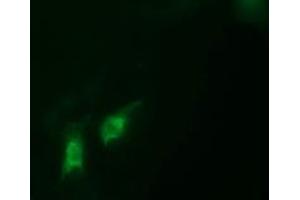 Image no. 1 for anti-Chromosome 2 Open Reading Frame 62 (C2orf62) antibody (ABIN1497052) (C2orf62 抗体)