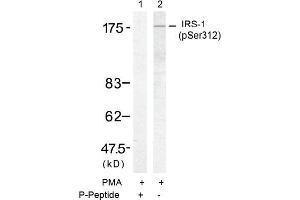 Image no. 1 for anti-Insulin Receptor Substrate 1 (IRS1) (pSer312) antibody (ABIN196859) (IRS1 抗体  (pSer312))