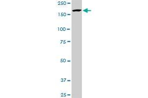 Western Blotting (WB) image for anti-Lysine (K)-Specific Demethylase 5B (KDM5B) (AA 231-319) antibody (ABIN1327126)