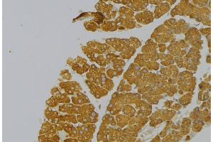 ABIN6273833 at 1/100 staining Human pancreas tissue by IHC-P. (Kallikrein 12 抗体  (Internal Region))