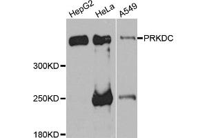 Western blot analysis of extracts of various cell lines, using PRKDC antibody (ABIN5975861) at 1/1000 dilution. (PRKDC 抗体)