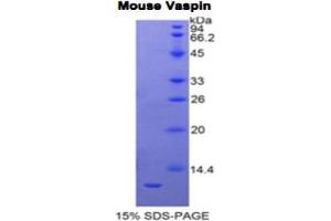 SDS-PAGE (SDS) image for serpin Peptidase Inhibitor, Clade A (Alpha-1 Antiproteinase, Antitrypsin), Member 12 (SERPINA12) protein (ABIN3012189)