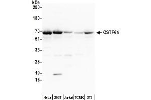 Western Blotting (WB) image for anti-Cleavage Stimulation Factor, 3' Pre-RNA, Subunit 2, 64kDa (CSTF2) (AA 375-425) antibody (ABIN7454717)