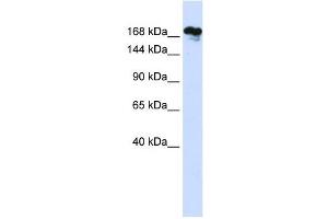 RSF1 antibody used at 1 ug/ml to detect target protein. (RSF1 抗体  (Middle Region))